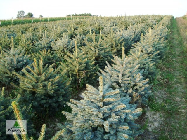 świerk picea pungens Polska