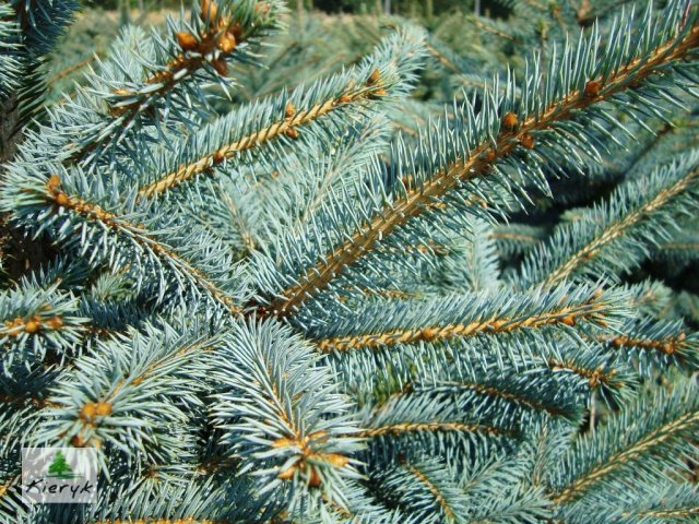 świerk picea pungens Polska