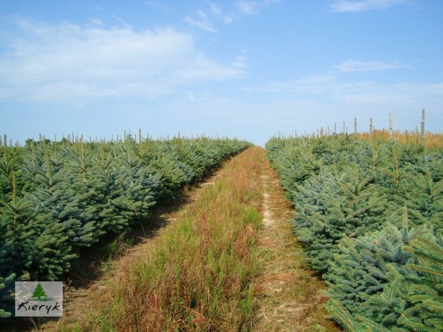 świerk picea pungens Polska