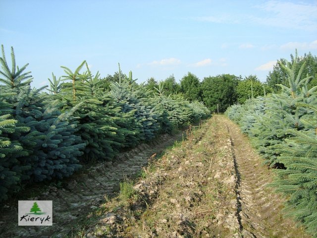 świerk picea pungens Polska