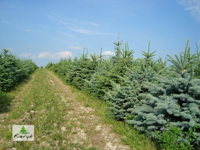 świerk picea pungens Polska