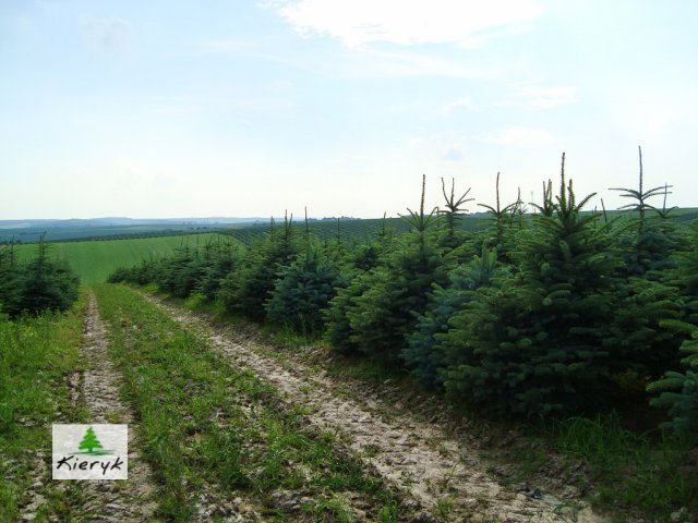 świerk picea pungens Polska
