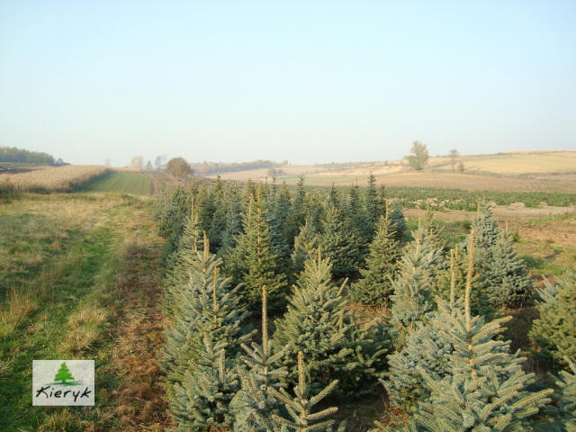 świerk picea pungens Polska